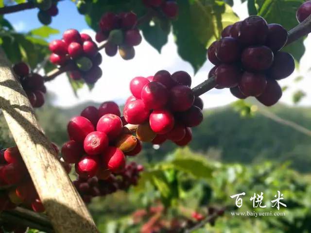 印度尼西亞咖啡的風(fēng)味是什么？不可不知的印尼咖啡，干貨滿滿